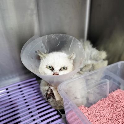 dorilittlelight's profile picture. 작은 손길이 모여 다시 빛을 찾는 과정.
도리의 하루와 케어 기록을 남깁니다✨