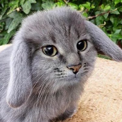 189639h7199a's profile picture. lockheed martin engineer. transracial afab trans terf. non practicing polyamorous bisexual aroace abstinent sex worker. mensa society member. talmudic convert.