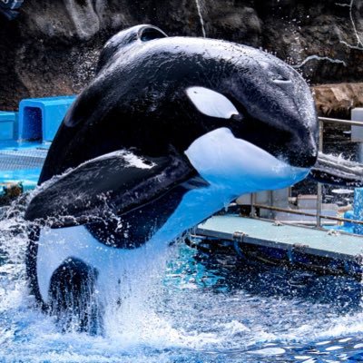 2Ten8Hine7's profile picture. 2004 🐬🌊🚃🐴