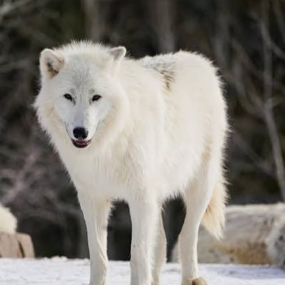 OPPRIME_REVOLTE's profile picture. CHRONIQUEUR-ACTIVISTE / Coordinateur national du FNDC-SL / ENTREPRENEUR / Co-auteur du #Roman224 Un si long tweet #Guinee 🇬🇳🫶 #FulaniCulture ♥️🫶