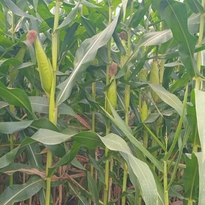 kbsvel's profile picture. 