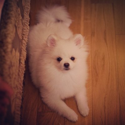 delfzampinita's profile picture. 