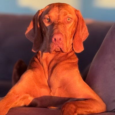 SteveLomax1's profile picture. Husband, Dad, Catholic, Patriot, Proudly supporting our Armed Forces. Protect 1A & 2A. Cancer survivor.