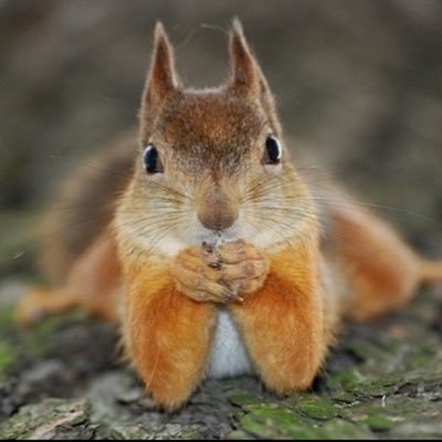 Brunsjulie14's profile picture. MAGA