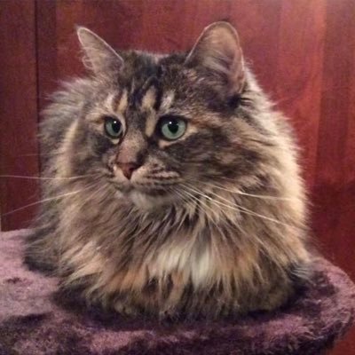 KruzerKat1's profile picture. Just a small business owner, wanting to know when I need to plywood my windows again. Army 25th Infantry, CuChi. 🇺🇸