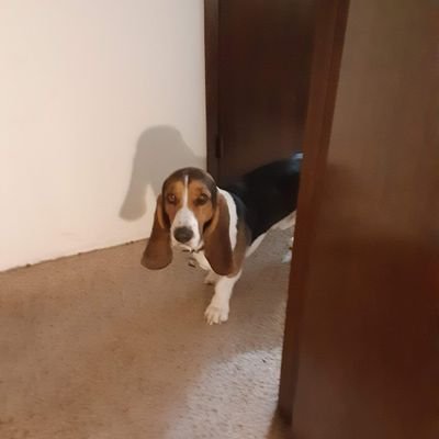 CarrSachik12710's profile picture. 米国中西部在住🏡。色んなバックグラウンドの方との交流大好き😊。自然との対話で癒され🌳🌹🌻🦜🦋。動物達とも🐶🐰🦊🐸。DM無しで...❗