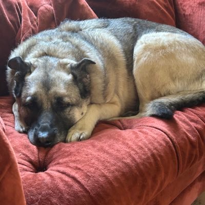 italinquen's profile picture. Dog lover ❤️