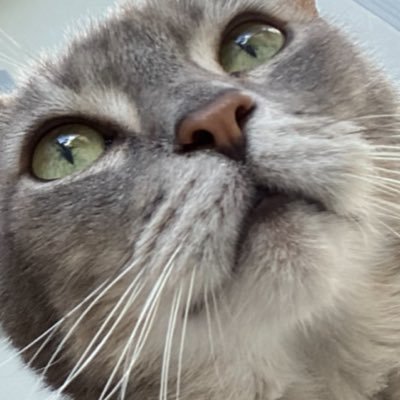 pinkostrige's profile picture. 