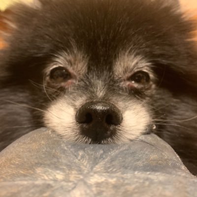 vivik_tom's profile picture. バブル時代ナース現在包括ケアマネージャー(^_-)FP2級取得 ／テニス／ガーデニング／野鳥観察/糖質ダイエッター  ワンコ関係はこちら→@lovepomeviviko