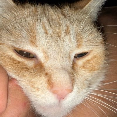 Diasporia's profile picture. Peener