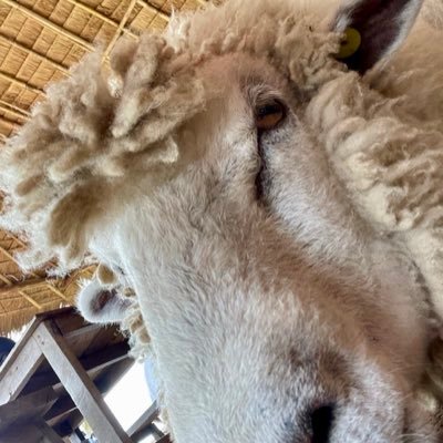 jk47vv's profile picture. 🖤คนของแบมแบม ❤️