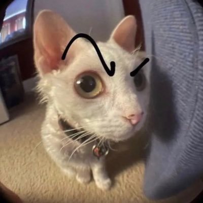 PubishedChaos's profile picture. Donald Trump is a pedo and so are his followers