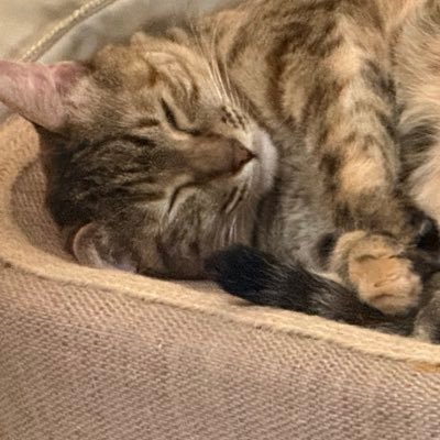 doa_2016's profile picture. E7、イナイレ、ダイヤのA、ちいかわ、カオスゼロ