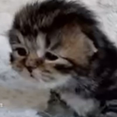 mosburguer's profile picture. horayy you found my page(edtwt/shtwt)