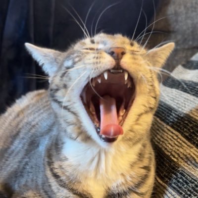 zentek_x's profile picture. 