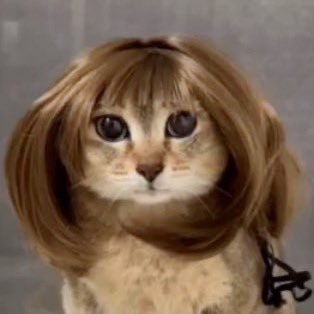 creamsodasingas's profile picture. hobbies perderme en la ciudad y no traer pila nunca