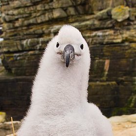 loamgirls's profile picture. 20. dni proship/zoo/feral ❤️@therabbitshide