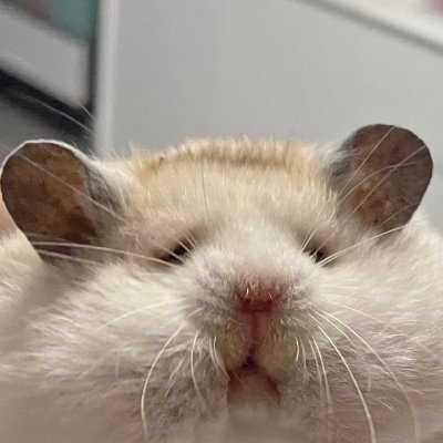 princessmeio's profile picture. 