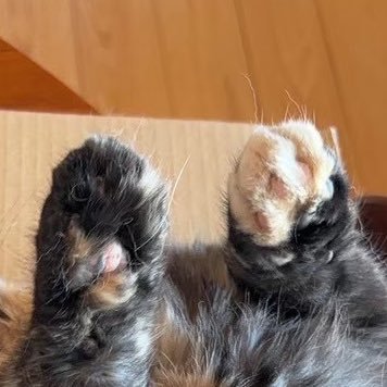 lh7so's profile picture. ほかの動物もみてます