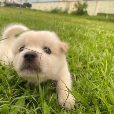 khanghl246's profile picture. 