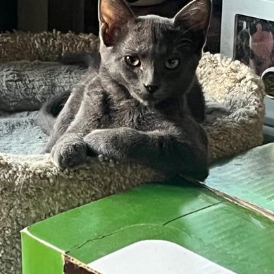 benitogonzalo1's profile picture. Desde qué me autoexilie de la frendzone me dedique a ser viajero frecuente del mundo mundial. Antes de toser verifique la colonia