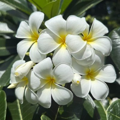 greenteapapi88's profile picture. 