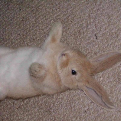 Hanioove's profile picture. 初めて買った株は、2,980円のeコマース株でした。その時私の手は震えていました。今は主に米国株価指数と高配当の日本株を保有し、たまに仮想通貨も買っています。私の投資基準はとてもシンプルです。