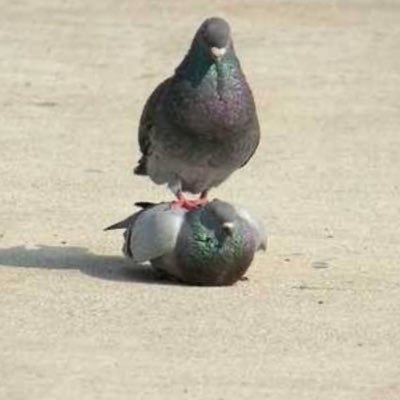 Popo_HaHHa's profile picture. 