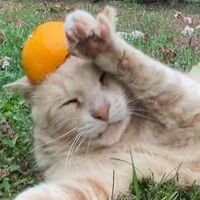 BuggaBite's profile picture. ✧ LV23 ⋮ Gamer 🎮 ⋮ Music ♡♫ ⋮ Nature 🐌🌻🌱⋮ Therian 🐺🐻🌙⋮ Nerdy 💫⋮ Multi Fandom ⭐ ⋮ She/They/Them ⋮ Selective Introvert 🌤️ ⋮ Ace 💜 ✧