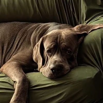 DeptOfDiscovery's profile picture. A Modern Laocoön