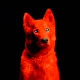 RREBELG0D's profile picture. Free Palestine