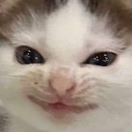 ninninngni's profile picture. 🍀