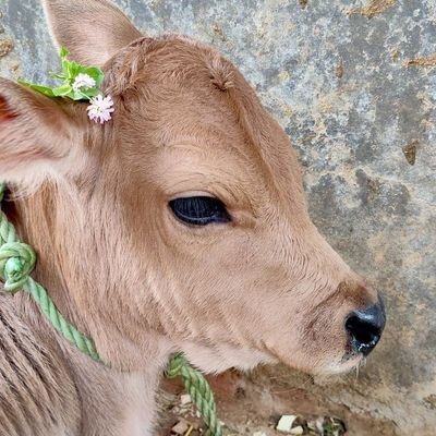 Navl_l's profile picture. .