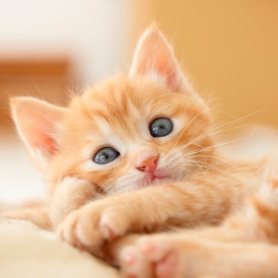 siriusu253's profile picture. #猫ロンの実績🐱