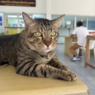 Thipphawan74189's profile picture. 