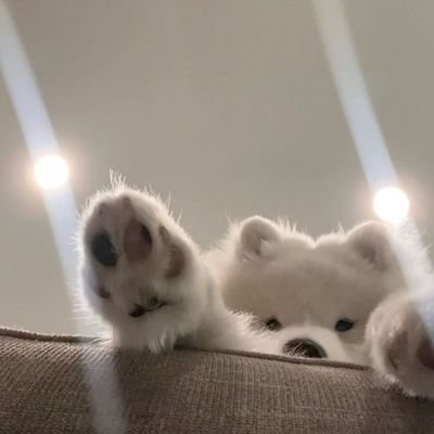 sunsun038's profile picture. #ไข่เจียวของออมเล็ต | @ormmormm | อุนยายน้องอาบู นกเทวดาสุดหร่อ🕊 #AbuChickenStory