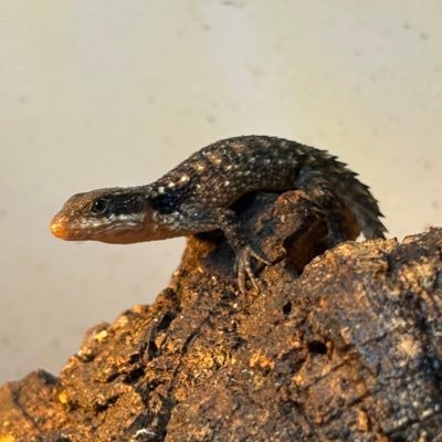 hikasan0725's profile picture. 爬虫類好きです