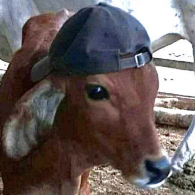 ketminelollypop's profile picture. if it hurts to breath open the window