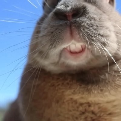 0xRabbit0's profile picture. 