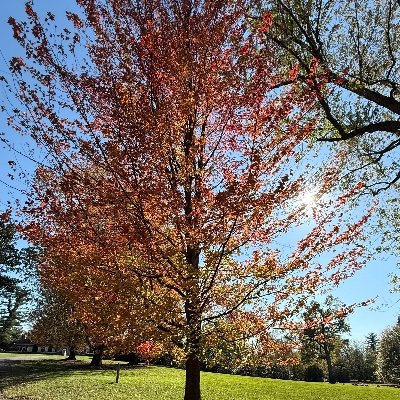 mgaffneyny's profile picture. 🏀⚽️⚾️