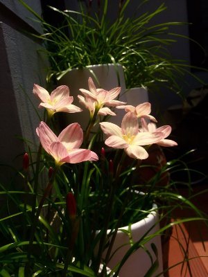 Reminoliko's profile picture. 