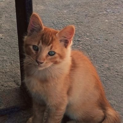 Santiag24120929's profile picture. 