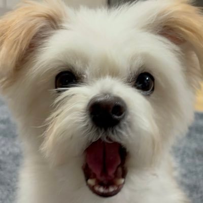 Noopppp_y's profile picture. 우리집 강아지 자랑 / 2022년생(추정) / 포인핸드 / 경산시출신