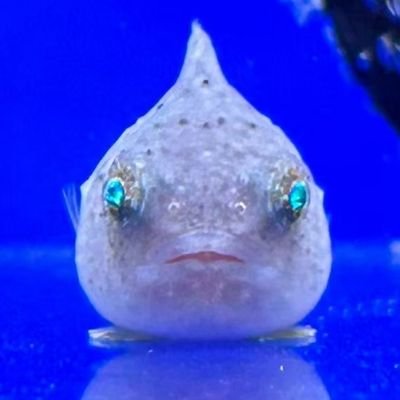 koshien_minami's profile picture. 高校野球⚾ #山梨学院 #大阪桐蔭
関東全域～甲子園は観戦に行きます💨
ぜひ仲良くしてください✌️