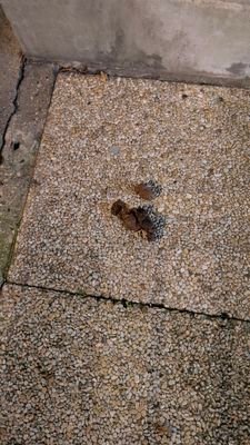 CrotteParis6's profile picture. Y a-t-il une crotte sur le chemin d'école de mes enfants ?
Une aventure quotidienne dans le 6eme arrondissement de Paris.
#Paris6