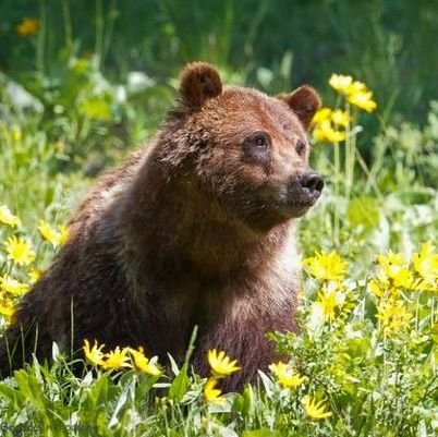 gloomybearcub's profile picture. 𐔌՞. .՞𐦯₊˚⊹ they/she | 25 | ilmbf ♡