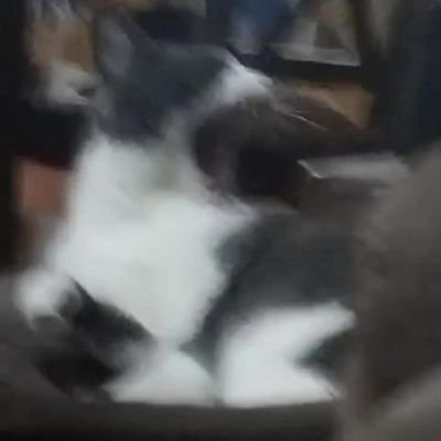 ELBABOSO23's profile picture. 