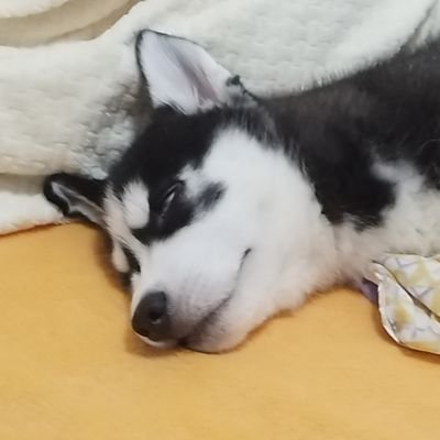 WATErLimp's profile picture. “我想去向往诗和远方
但现实给了我一巴掌”
日常忘记给女儿产粮的懒狗
涉及 maimai/原神/Limbus Company/术力口/cos/板绘
最近推推 イーシュ 黑姬 李箱