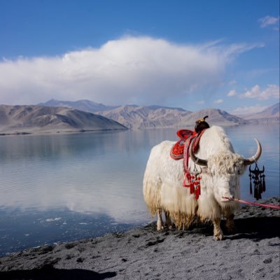 Amavport's profile picture. 