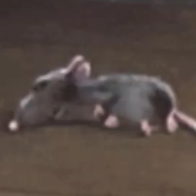 aquozzz's profile picture. parody account